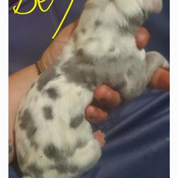Great Dane Puppies from Titans Legacy Danes