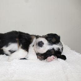 Aussiedoodle Puppies from Aussie Paws