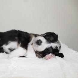 Aussiedoodle Puppies from Aussie Paws