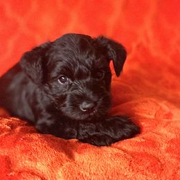 Miniature Schnauzer Puppies from CKM Miniature Schnauzers