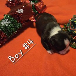 Boston Terrier Puppies from Grandma's Boston Terriers