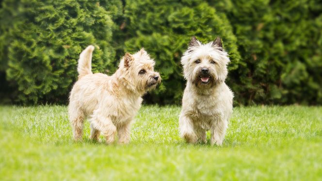 Cairn Terrier