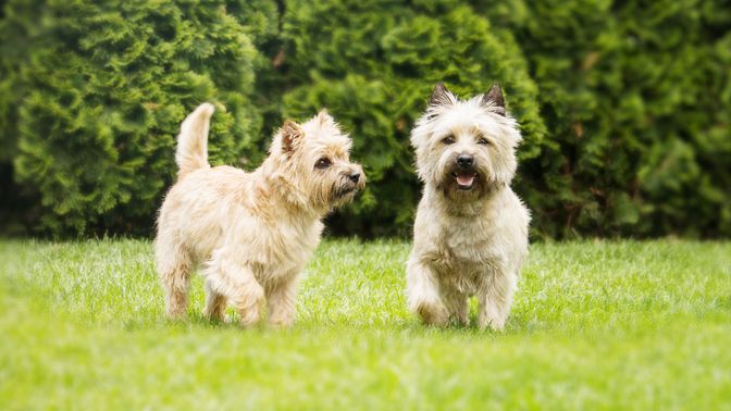 Cairn Terrier