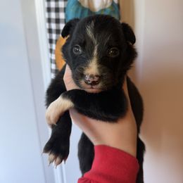 Male 2. - Black and white male Border Collie puppy in Asheboro, North Carolina from Coble Kennels