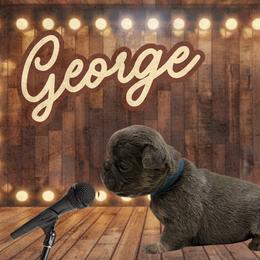 George - Blue male French Bulldog puppy in Ennis, Texas from Family Farm Frenchies