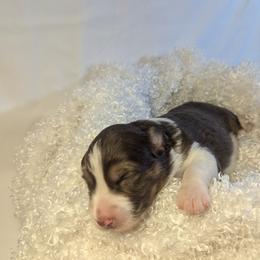 Australian Shepherd Puppies from Firelight Australian Shepherds