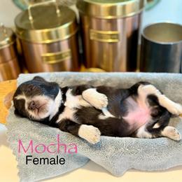 Mocha - Brown and white female Bernedoodle puppy in Rome, Georgia from Victoria’s Designer Doodles