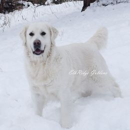 Ellie - Golden Retriever