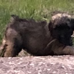 Bouvier des Flandres Puppies from Seasons of Joy Farm and Ranch
