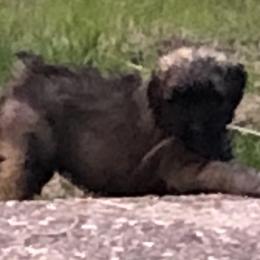 Bouvier des Flandres Puppies from Seasons of Joy Farm and Ranch