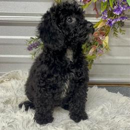 Maci Lynn - Black female Poodle puppy in Elgin, South Carolina from Silver Bells Paw Prints