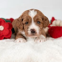 Neo - Red and white male Cockapoo puppy in Pledger, Texas from Sugarbear Cockapoos