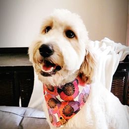 Alice - Goldendoodle