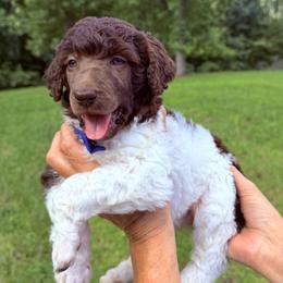 River (Blue Collar Male) - Parti male Poodle puppy in Jasper, Georgia from Harrington Doodles & Poodles
