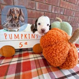 Oakley - Piebald male Dachshund puppy in Adamsville, Tennessee from Shiloh Ridge Dachshunds