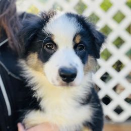 Bilbo Baggins - Black tri male Miniature American Shepherd puppy in Olympia, Washington from Shamayim Shepherds