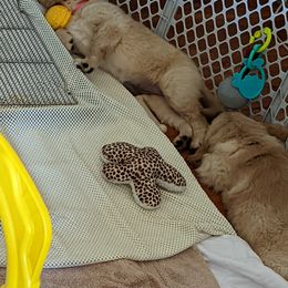 Golden Retriever Puppies from Sola Mae's Goldens