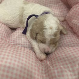 Sienna - Parti female Poodle puppy in Mobile, Alabama from Semmy’s Standard Poodle LLC
