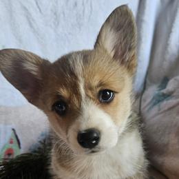 Pumpkin - Sable Pembroke Welsh Corgi puppy in Fresno, California from Celestial Corgis