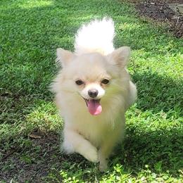 Akira - Chihuahua