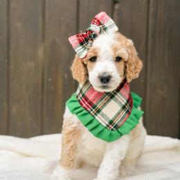 Glinda - Parti female Poodle puppy in Bellville, Ohio from Cedar Ridge Standard Poodles