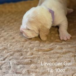 Lt Green Girl - Red and white female Basset Hound puppy in Hood River, Oregon from The Walls Hounds With Heart