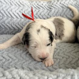 Travel - Red - Merle male Bernedoodle puppy in Charleston, South Carolina from Palm Belle Doodles