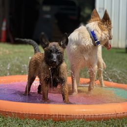 Belgian Malinois Puppies from Fromage Malinois