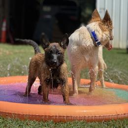 Belgian Malinois Puppies from Fromage Malinois