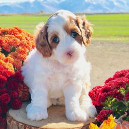 Taylor Swift - Parti female Goldendoodle puppy in Burley, Idaho from Gold Country mini doodles
