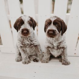 Wirehaired Pointing Griffon Puppies from Double Barrel Griffons