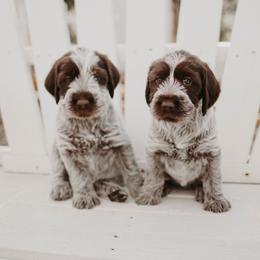 Wirehaired Pointing Griffon Puppies from Double Barrel Griffons