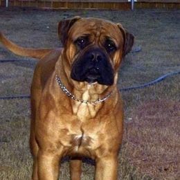Dasani - Bullmastiff