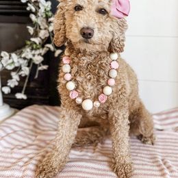 Starbux - Goldendoodle