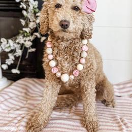 Starbux - Goldendoodle