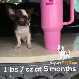 Chihuahua Puppies from Naples Tiny Dogs