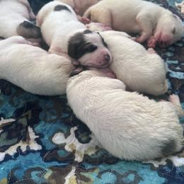 Male 2 - White and badger male Great Pyrenees puppy in San Diego, California from McCarthy Ranchette LLC