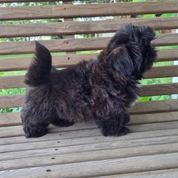 Finn - Red male Shih Tzu puppy in Waynesboro, Pennsylvania from Big Win Shih Tzus