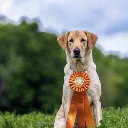 Millie - Labrador Retriever
