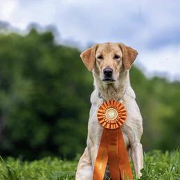 Millie - Labrador Retriever