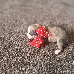 Girl 2 - Brown female Double Doodle puppy in Junction, Utah from Sugar Doodles