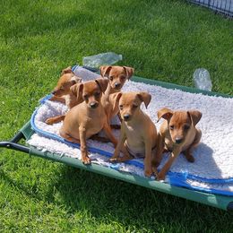 Miniature Pinscher Puppies from Illusion Miniature Pinschers