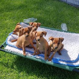 Miniature Pinscher Puppies from Illusion Miniature Pinschers