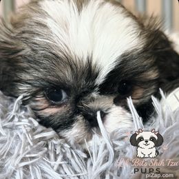 Chibi - Tricolor male Shih Tzu puppy in Walkertown, North Carolina from Lil’ Bit’s Shih Tzu