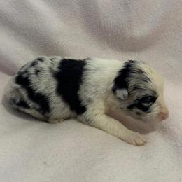 Beatrix - Blue merle female Border Collie puppy in Surgoinsville, Tennessee from Smokey Mountain Vizslas