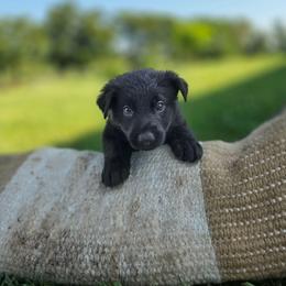 Light pink K von Charry - Black female German Shepherd puppy in Midway, Kentucky from Von Charry German Shepherd’s