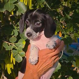 Dillon - Piebald male Dachshund puppy in Phoenix, Arizona from AZ's Prestigious Miniature Dachshunds