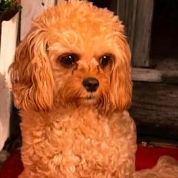 Little Penny - Cavapoo