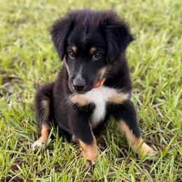 Orange - Black tri male Miniature Australian Shepherd puppy in 32046, Florida from River Hill Ranch