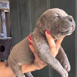 Gray 1- Brown Collar - Gray male Cane Corso puppy in Compton, California from Urban League Cane Corso